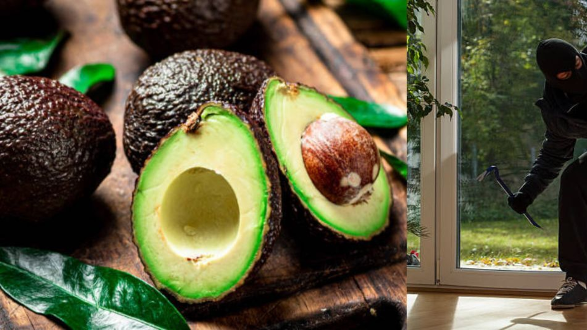 Capturan a hombre de 37 años que se robó 50 kilos de aguacate en una finca de Manizales