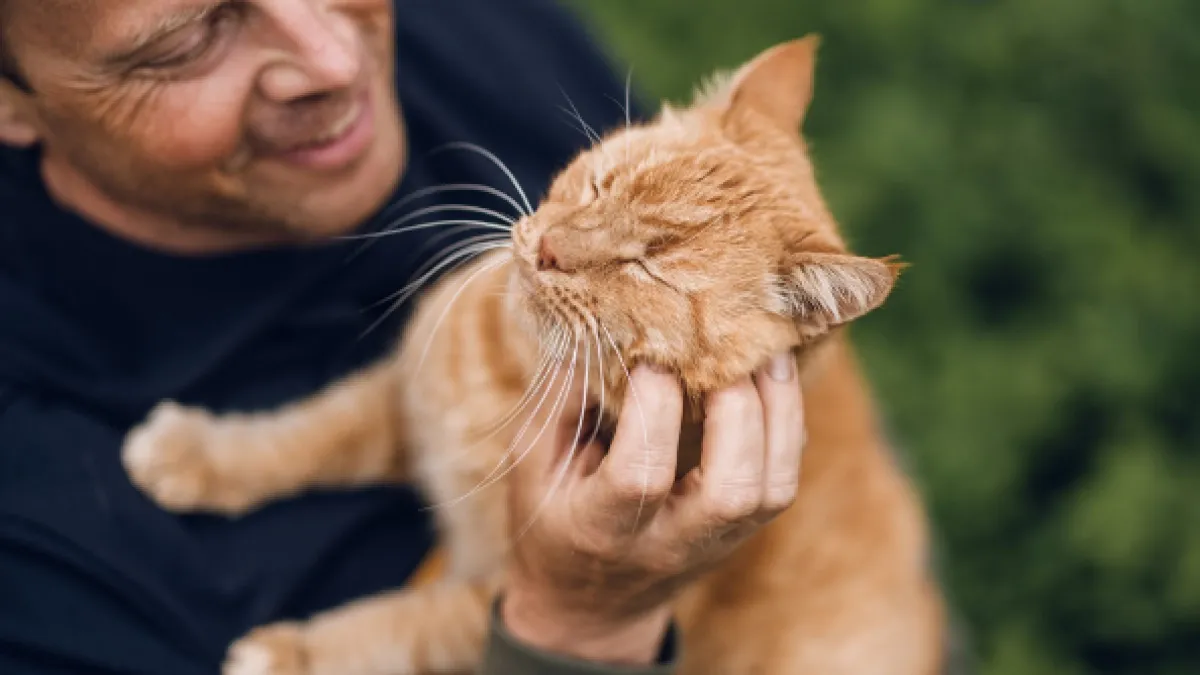 Esto dice el veterinario Carlos Gutiérrez sobre los gatos naranjas: 'Son en realidad atigrados y eso los hace ser muy familiares'