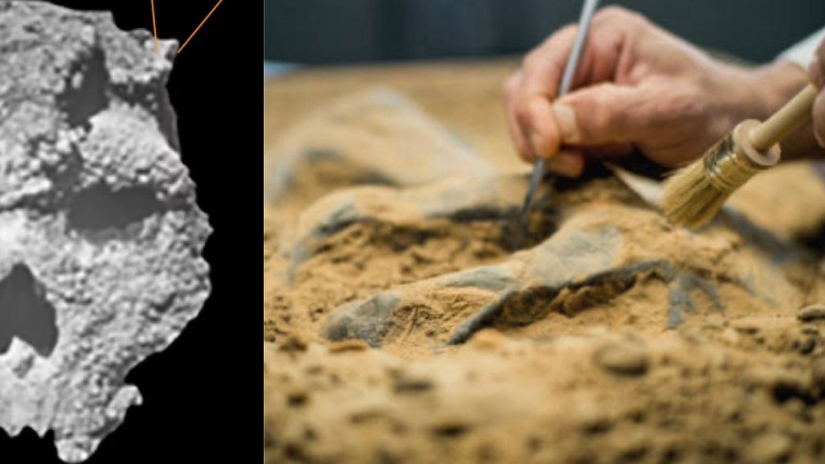 Científicos encontraron cráneo que no es humano ni neandertal: así es el espécimen que asombra a investigadores