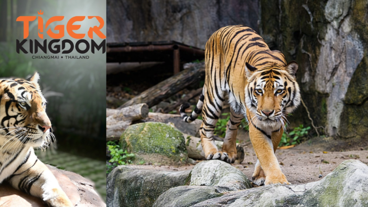 Investigan la muerte de 72 tigres en un parque turístico del norte de Tailandia: 'Extrema vulnerabilidad'