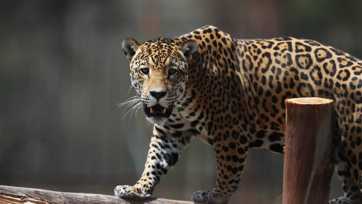 Trivia Maloka | ¿Qué tanto sabe sobre los felinos de Sudamérica? Ponga a prueba sus conocimientos