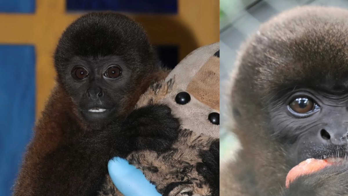 Punch colombiano, este es el monito que se aferra a su peluche en Neiva
