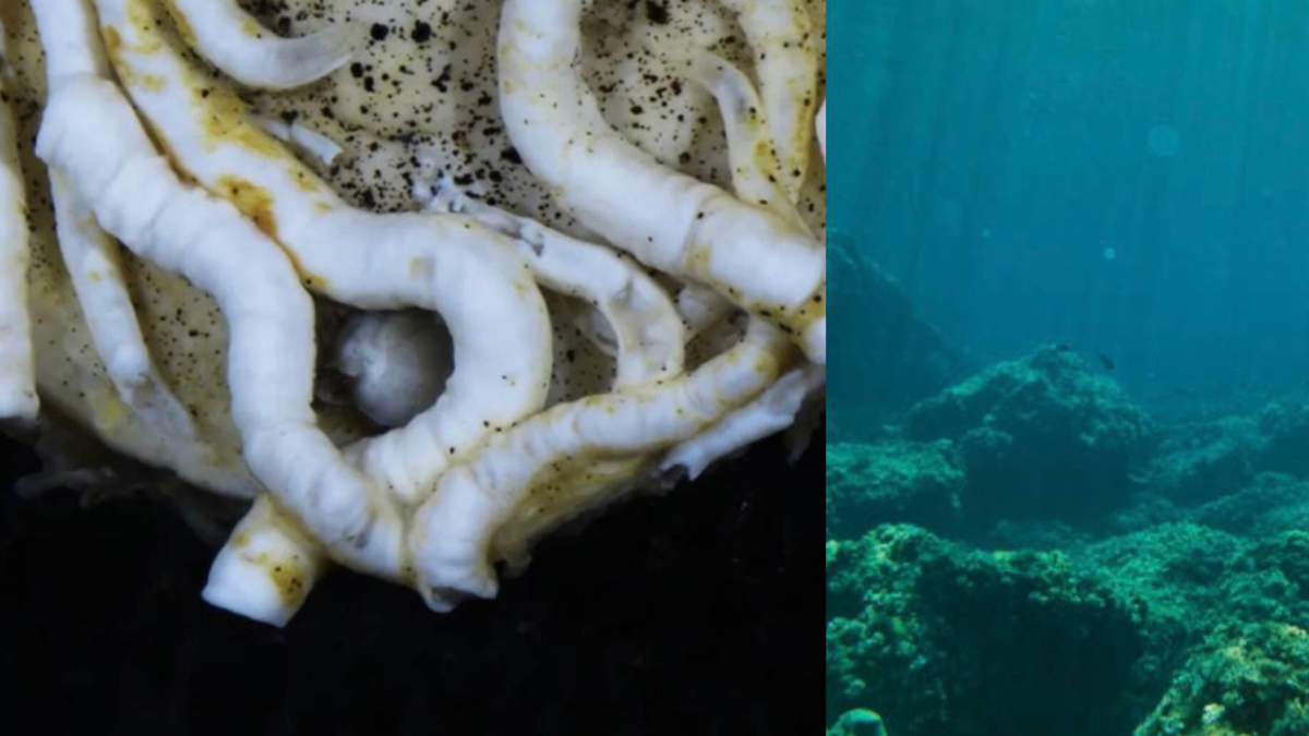 Científicos encuentran animal con lengua de metal en el océano