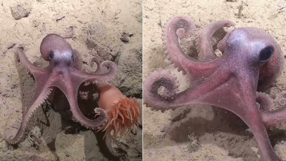 Científicos chilenos identifican nueva especie de pulpo de aguas profundas en el Pacífico suroriental
