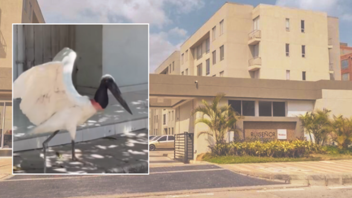Asombro en Barranquilla por el inusual avistamiento de una cigüeña jabirú en Alameda del Río y Villas de San Pablo: estas son las razones de su visita