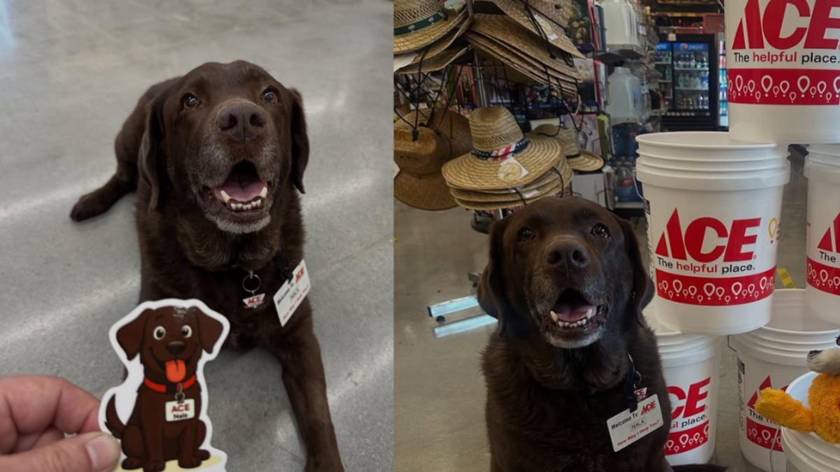 Nala, la labradora que se convirtió en la imagen de una ferretería en California: 'La empleada del mes'