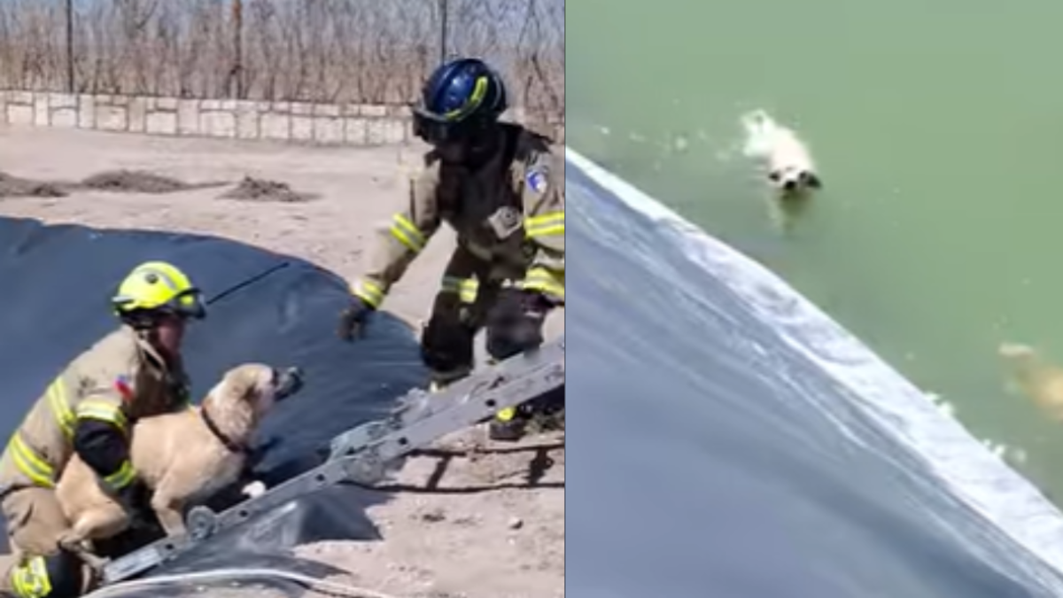 Bomberos en Chile rescatan a dos perros que no podían salir del agua tras alerta de una pareja que paseaba por el lugar: 'Un ejemplo para el mundo'