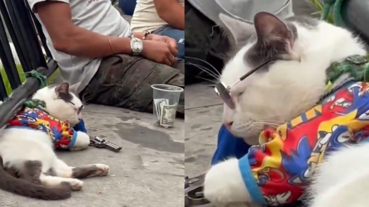 Indignación en Medellín por gato aparentemente sedado que usarían para pedir propinas de turistas en la Comuna 13: 'Completamente inmóvil'