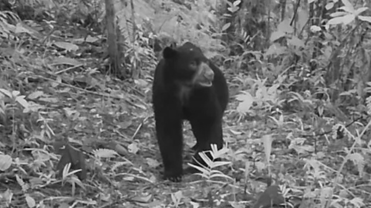 Cámaras trampa registran oso de anteojos en zona rural de Cali: 'El jardinero del bosque se suma a las labores de recuperación de su territorio'