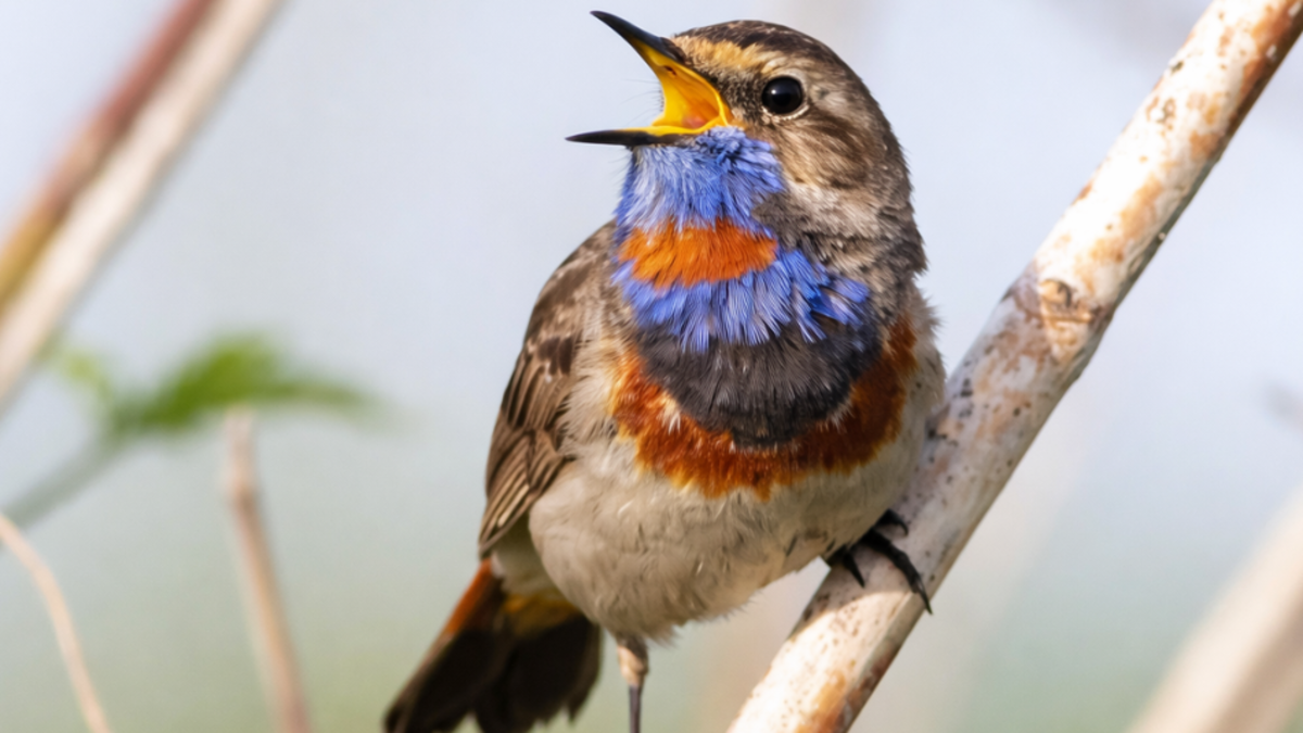 ¿Qué significa que los pájaros canten durante el día en su casa o jardín?