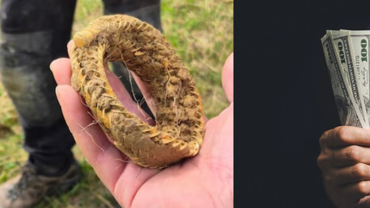 Encontró un collar de oro prehistórico, fabricado hace más de 3.200 años, en el jardín de su casa: esta es la cantidad que podría recibir por él