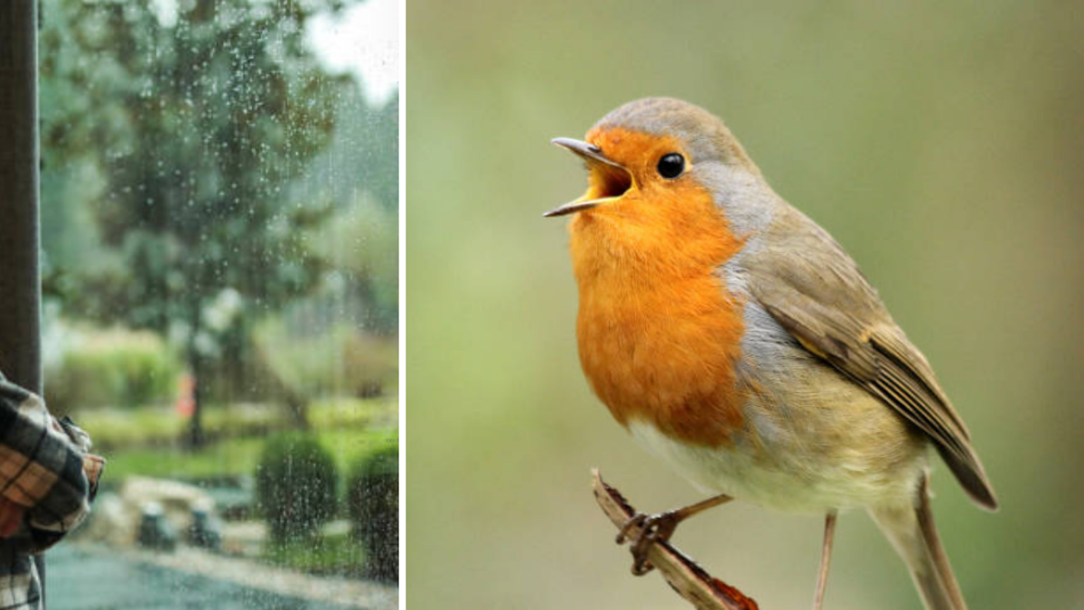 ¿Llegan pájaros a su casa para cantar? Esto significa y lo que dice de su hogar