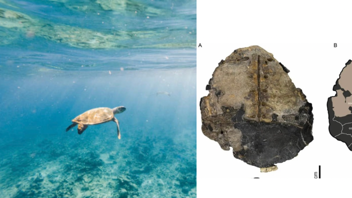 El fósil de una tortuga marina de 150 millones de años descubierta en Colombia que cambia lo que sabíamos del mar