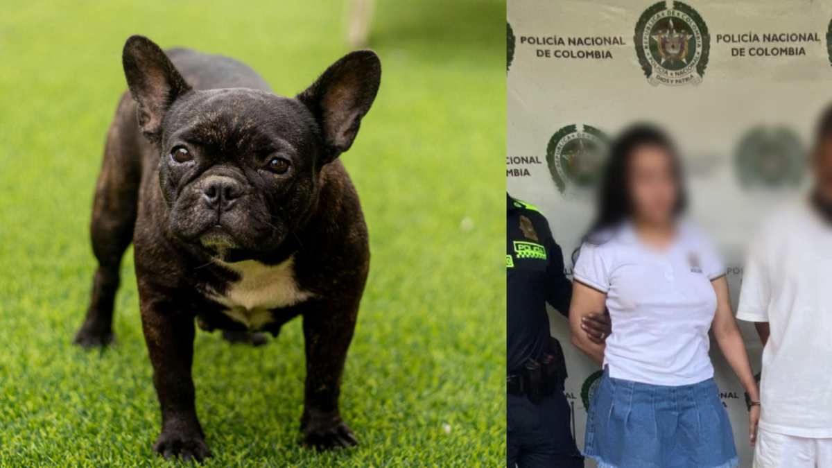 Perrita de raza bulldog francés que murió en Medellín habría sido lanzada de un balcón: capturaron a dos personas por maltrato animal