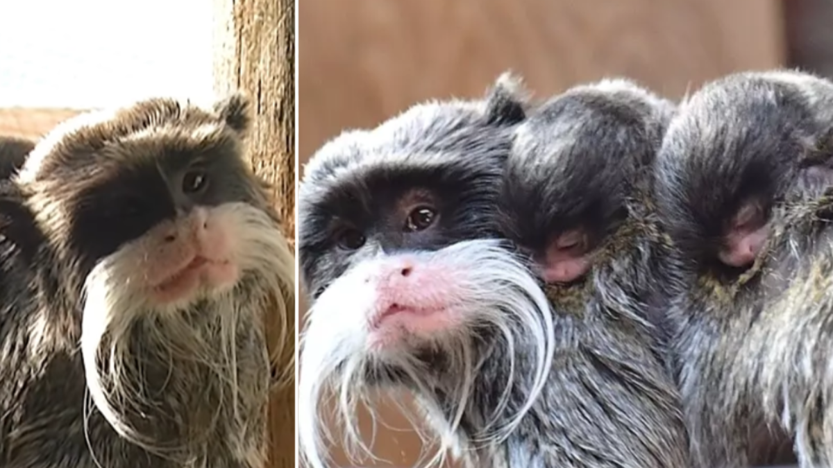 Las fotos del nacimiento de dos monos gemelos de tamarino emperador, los primates de bigotes blancos que sorprenden al mundo por su rareza