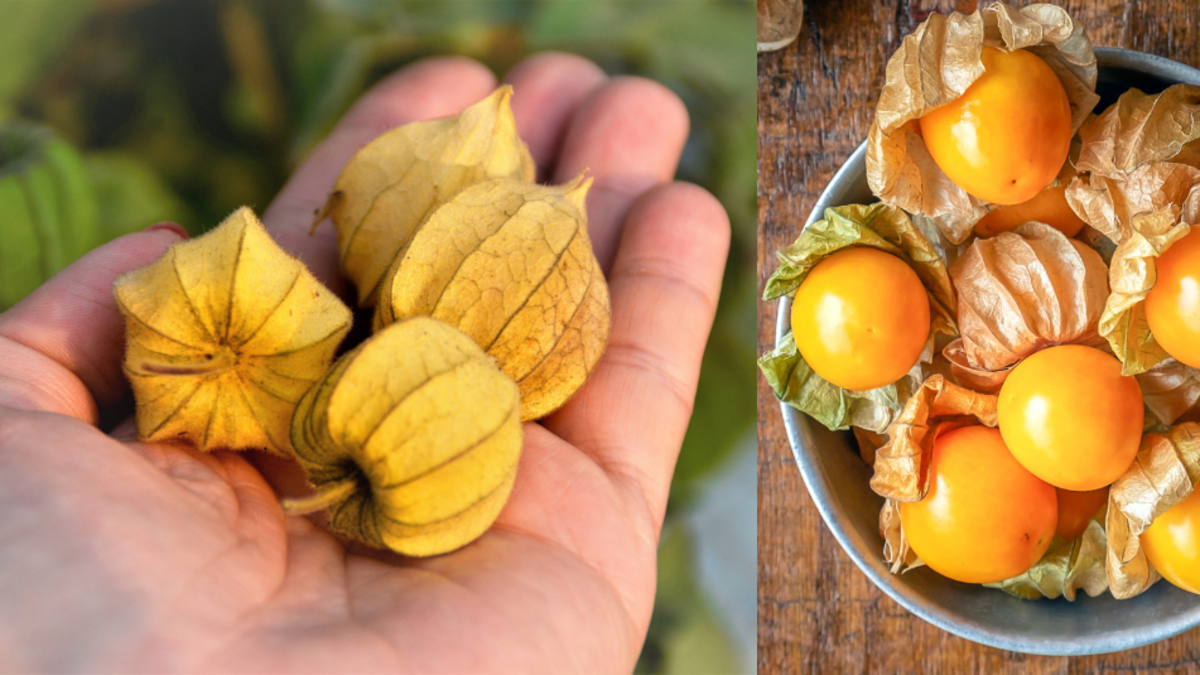 ¿Por qué debería comer uchuva? Estos son los beneficios de la ‘superfruta’ colombiana, según expertos