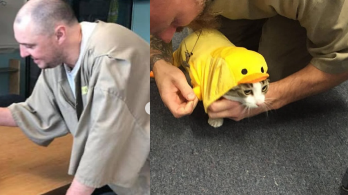 Cárcel en Estados Unidos permite a los presos tener un gato de compañía y adoptarlo al quedar en libertad