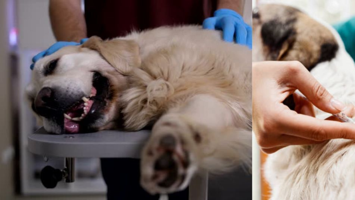 Ejecutivo de tecnología desarrolla con ChatGPT una vacuna contra el cáncer de su perrito enfermo