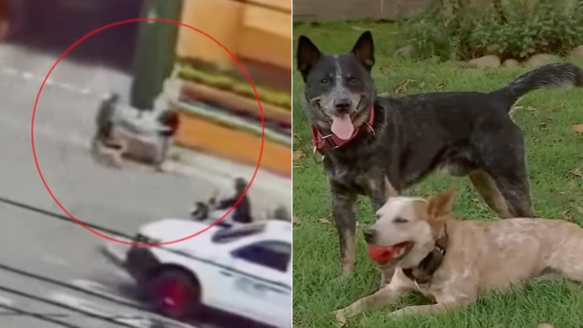 Dos perros frustran robo armado contra su dueño en Colina Campestre, Bogotá: mordieron al asaltante y lo obligaron a huir