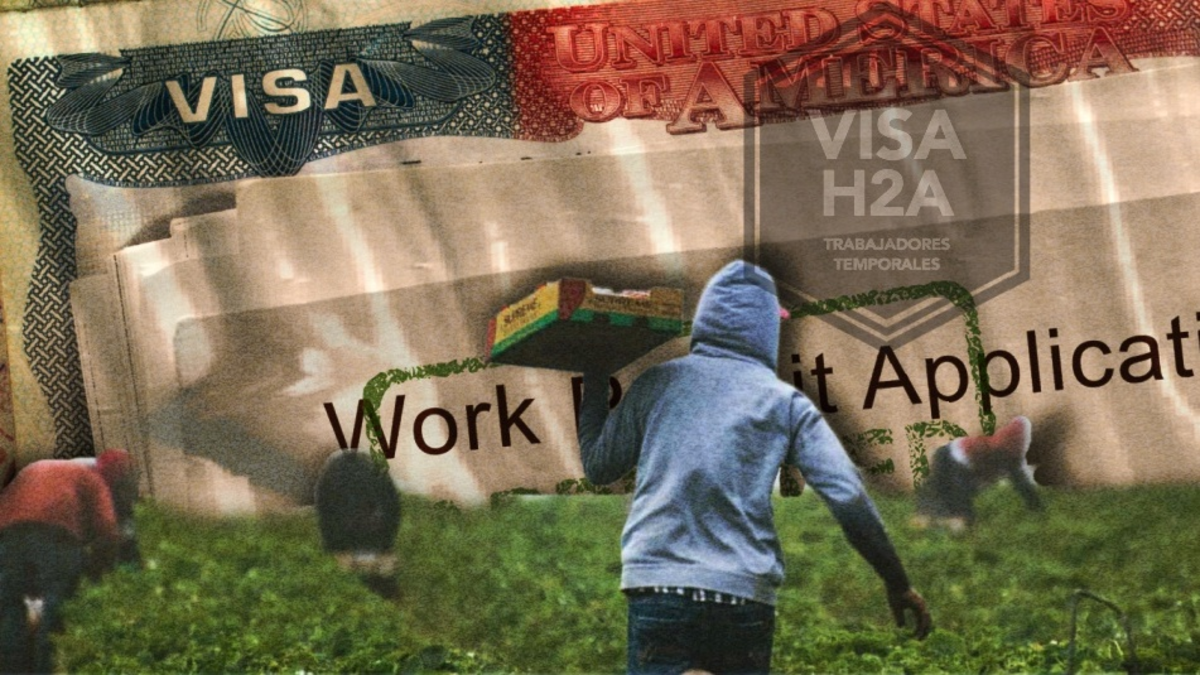 Estados Unidos enfrenta crisis en el mercado laboral por políticas migratorias de Donald Trump: cosechas enteras están bajo amenaza