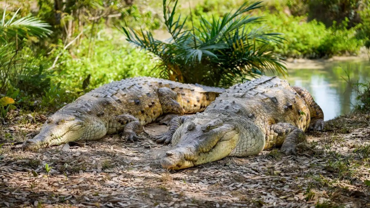 Se están comiendo entre ellos: denuncian canibalismo entre caimanes llaneros en estación de Universidad Nacional de Villavicencio por falta de comida