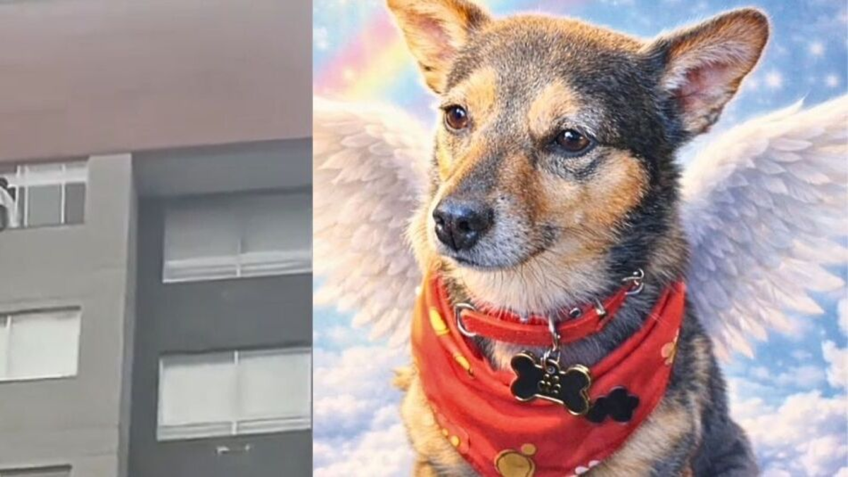Lanzaron a un perro desde un piso 25 en edificio del sur de Bogotá: capturaron a presunto responsable, quien estaría bajo 'sustancias psicoactivas'