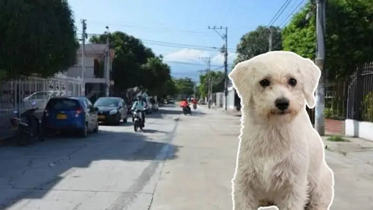 Indignación en Santa Marta por perrito que mataron a pedradas: dos versiones enfrentadas y un caso que ya está en manos de la Fiscalía