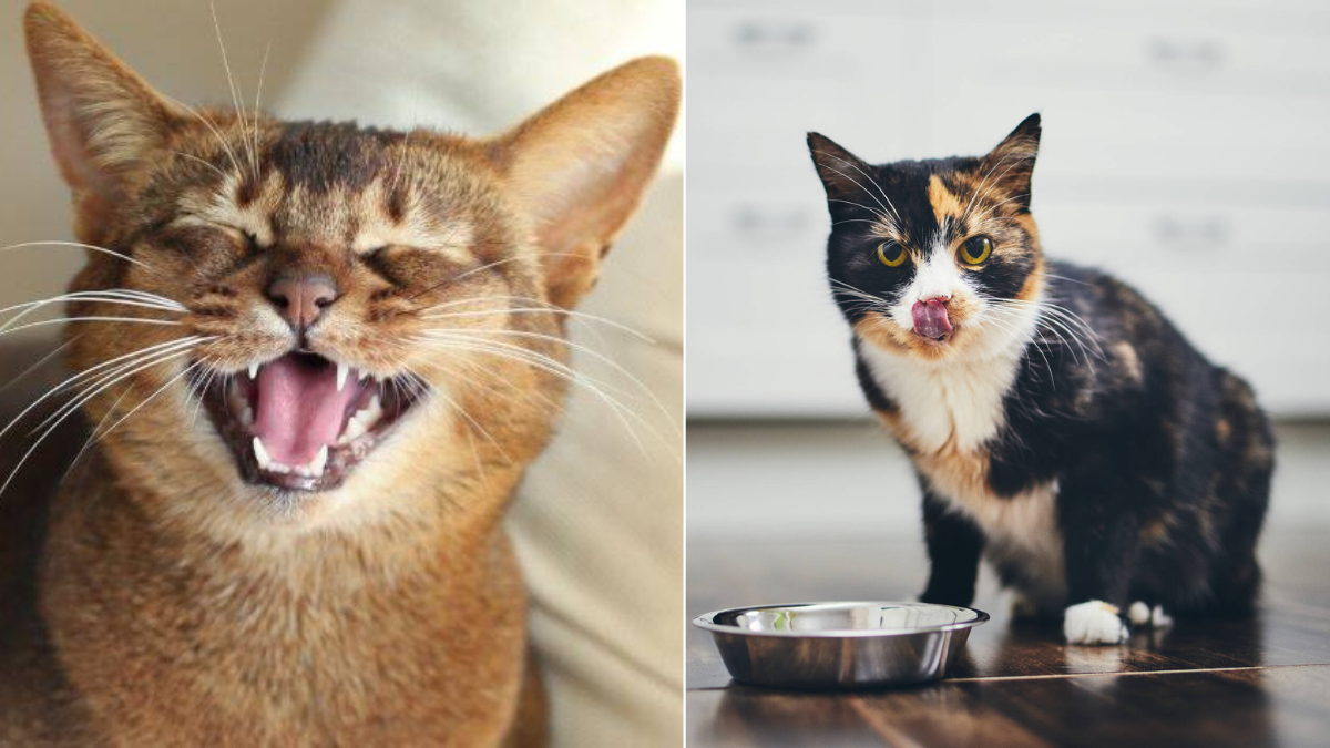 ¿Por qué un gato maúlla si tiene comida? Especialistas explican las causas más comunes