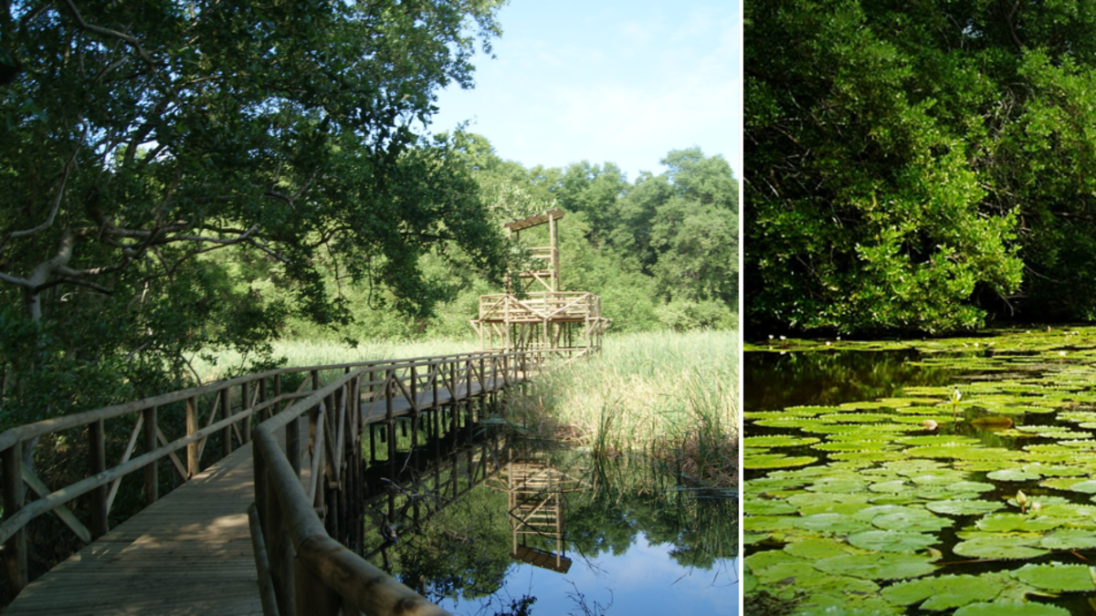 Vía Parque Isla Salamanca, la reserva natural que atraviesa el Caribe colombiano y alberga manglares y el único ‘aeropuerto de aves’