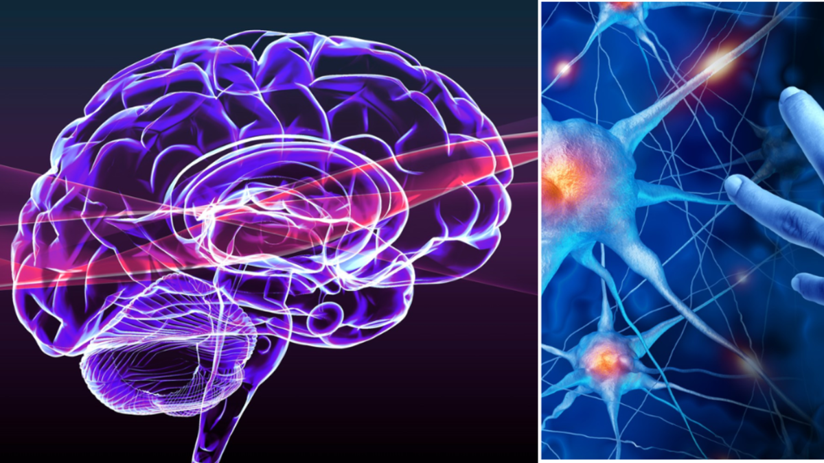 El hábito que más protege al cerebro: la fórmula secreta que recomienda neurólogo para evitar que la memoria falle