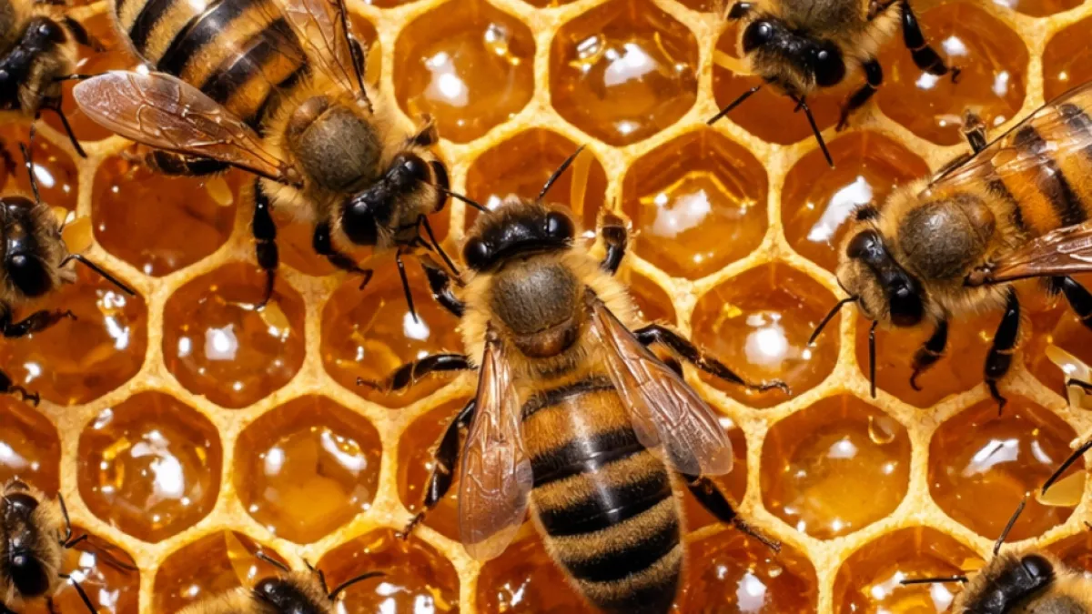 Las abejas son consideradas el animal más importante del mundo: le contamos algunos datos que tal vez no sabía