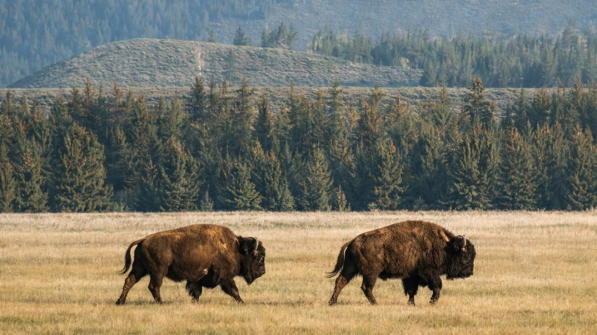 Gigantes que regeneran la tierra: los bisontes que están devolviendo la vida a las montañas de Rumanía