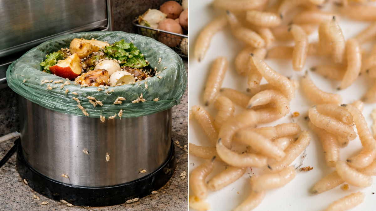 ¿Por qué aparecen gusanos blancos en la cocina? Descubra sus causas, lugares comunes y cómo eliminarlos