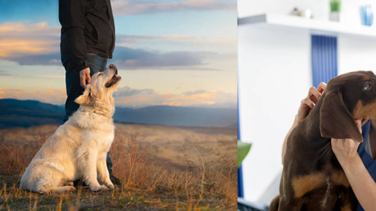 ¿En qué momento los perros aparecieron en la vida de los seres humanos? Nuevo estudio revela datos inesperados