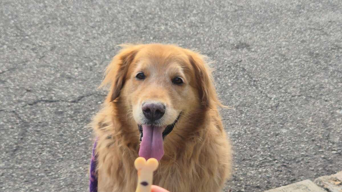 Ayude a los animales abandonados en Bucaramanga con la Radiotón, un evento creado para donar comida a cientos de perros y gatos en condición de calle