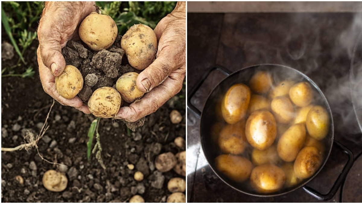 Papas con raíces: ¿cuándo es seguro cocinarlas y cuándo representan un riesgo?