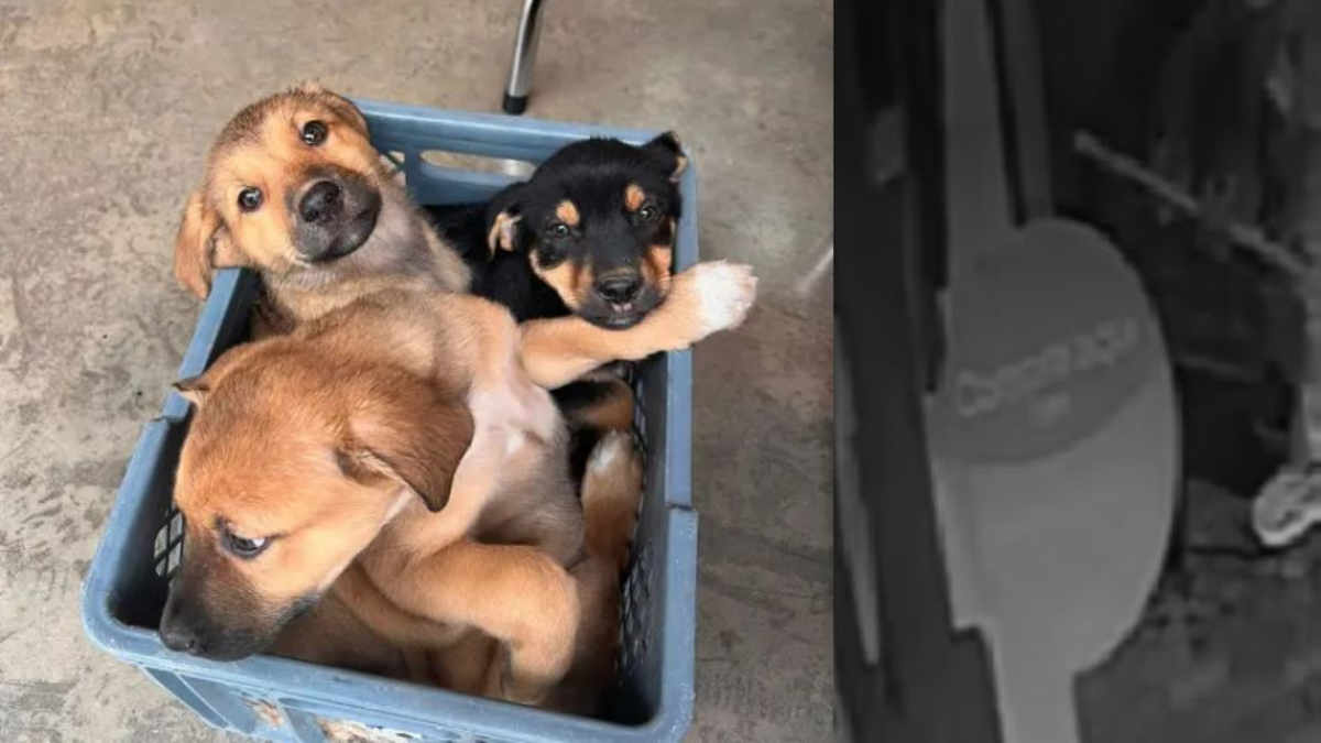 En imágenes quedó registrado el momento en que un hombre abandonó a 3 perritos en Rionegro, Antioquia: Policía busca al responsable