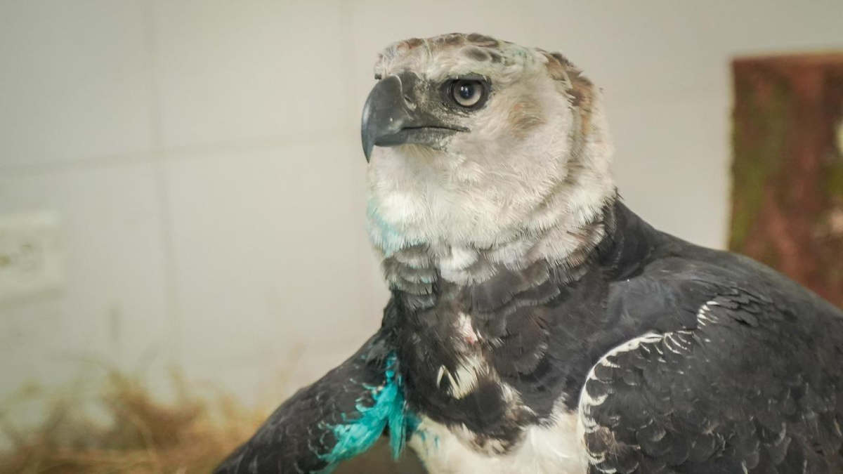 Águila arpía herida en el Meta lucha por sobrevivir: pesa más de 8 kilos, tiene fractura en el ala y será operada en Pereira para intentar salvarla