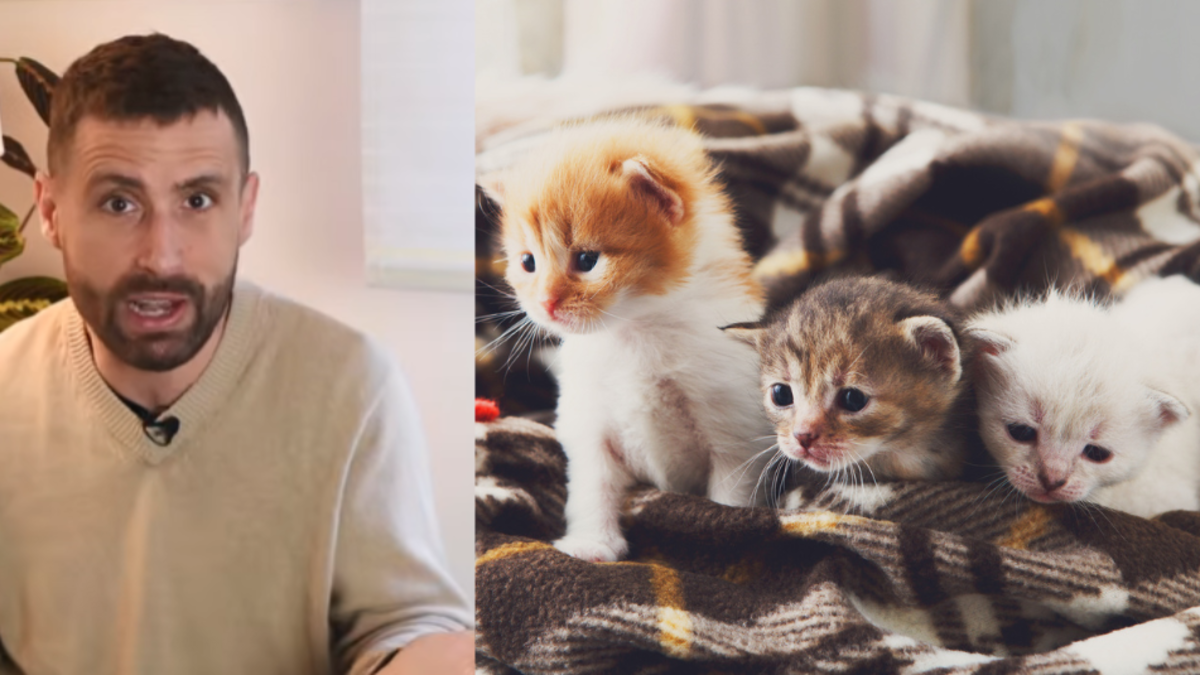 Su gato lo eligió como dueño, lo confirma la ciencia: los michis tienen la capacidad de seleccionar un apego seguro