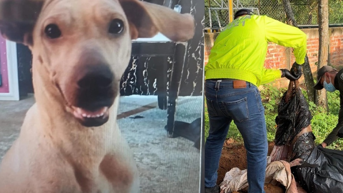 Video muestra brutal ataque a perrita en Bucaramanga: autoridades fueron a buscarla y la canina ya estaba muerta y enterrada por su dueño
