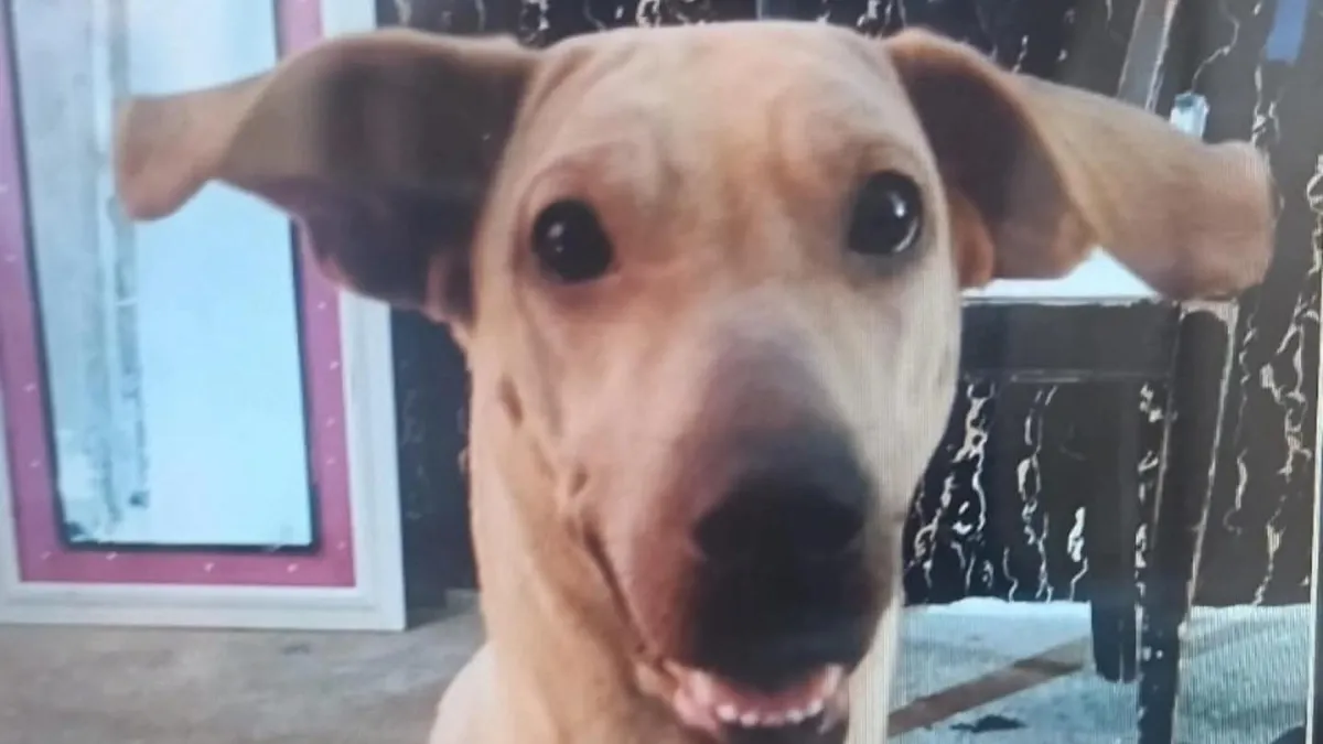Indignación en Bucaramanga: dan libertad condicional al hombre que mató a la perrita Kira, en video quedó cómo fue golpeada brutalmente