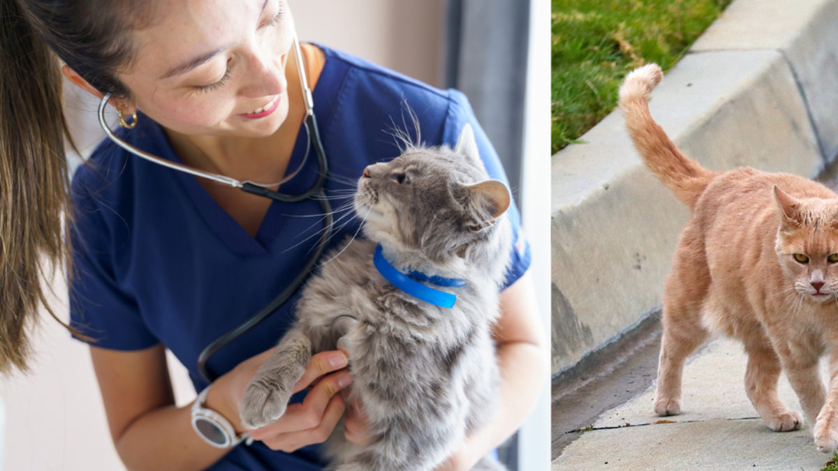 Dejar salir al gato a la calle solo le reduce la vida a 7 años apenas, revela estudio: cuide a su michi