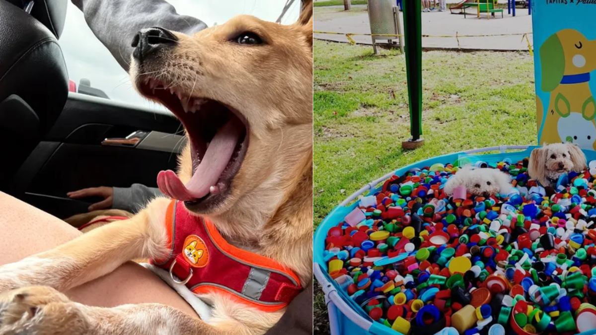 Convierta sus tapitas en ayuda: fundación realizará 'Tapatón' para salvar animales rescatados en Bogotá