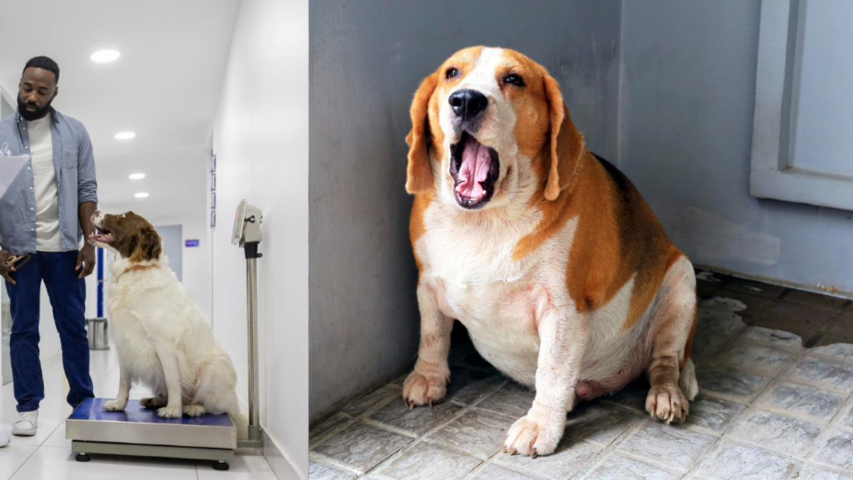 La diabetes en perros es una realidad: dueños se dan cuenta cuando la enfermedad está muy avanzada