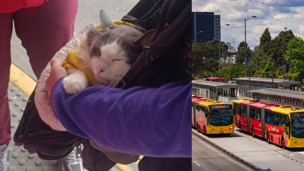 Rescatan a gatito que era utilizado para pedir plata en TransMilenio: lo cargaban en una maleta por varias horas