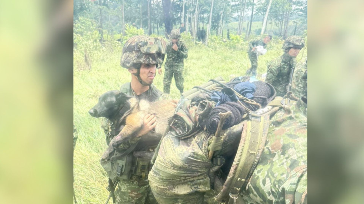 Indira, la perrita del Ejército que tuvo que ser evacuada en una operación aérea, tras ser mordida por una serpiente en zona rural de Caquetá
