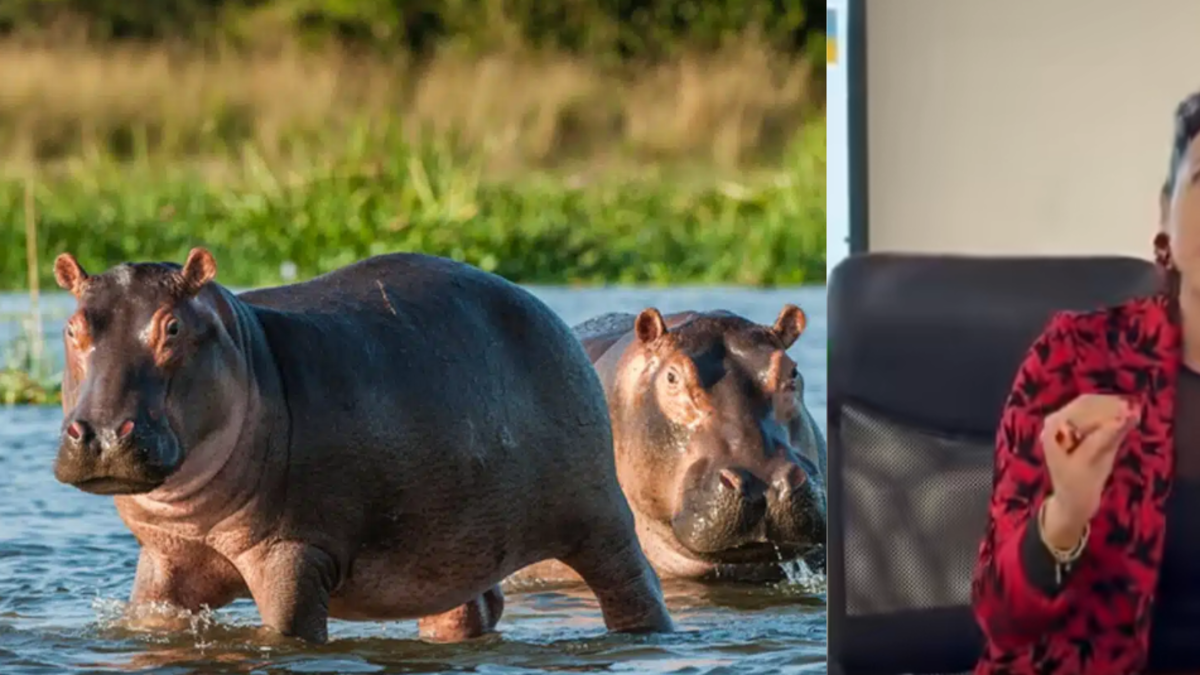 ¿Cuántos hipopótamos serán sacrificados en Colombia? MinAmbiente fija la cifra para frenar la especie invasora