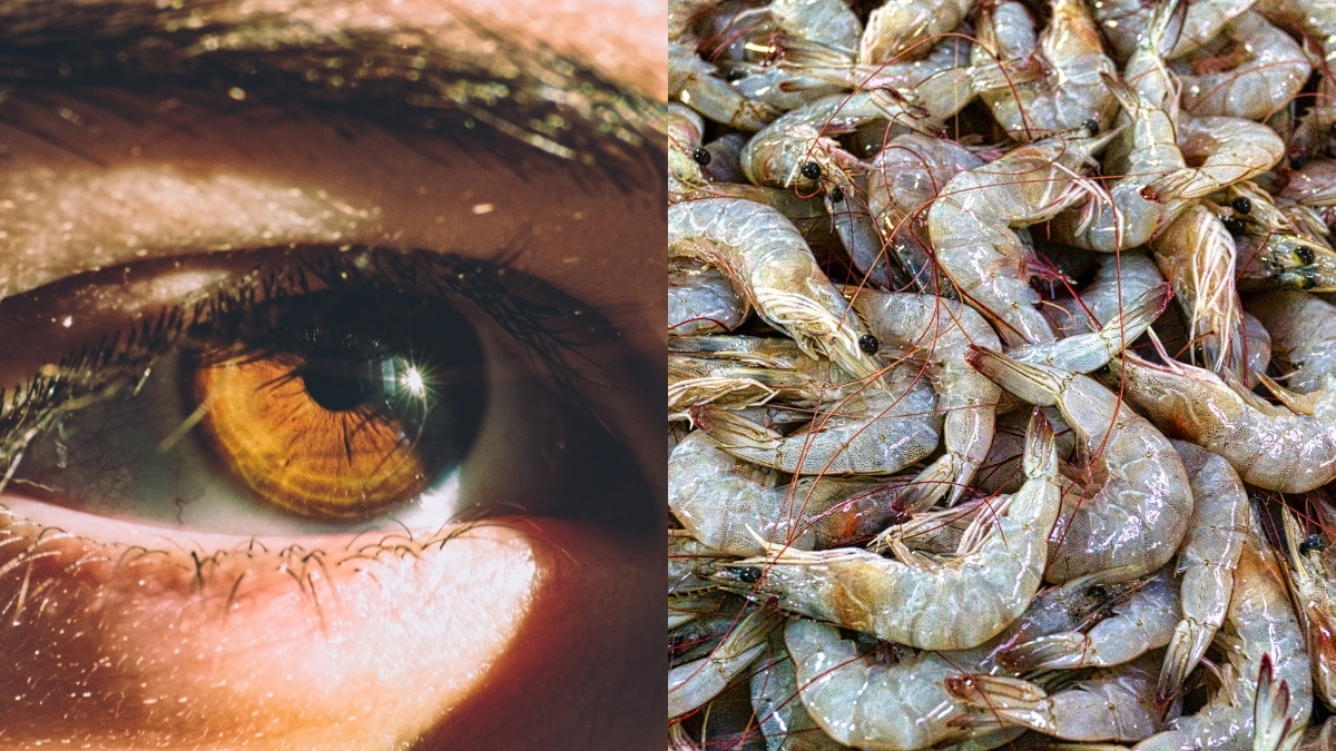 Este es el peligroso virus que antes solo afectaba a animales acuáticos y que ahora puede transmitirse a humanos: síntomas y recomendaciones