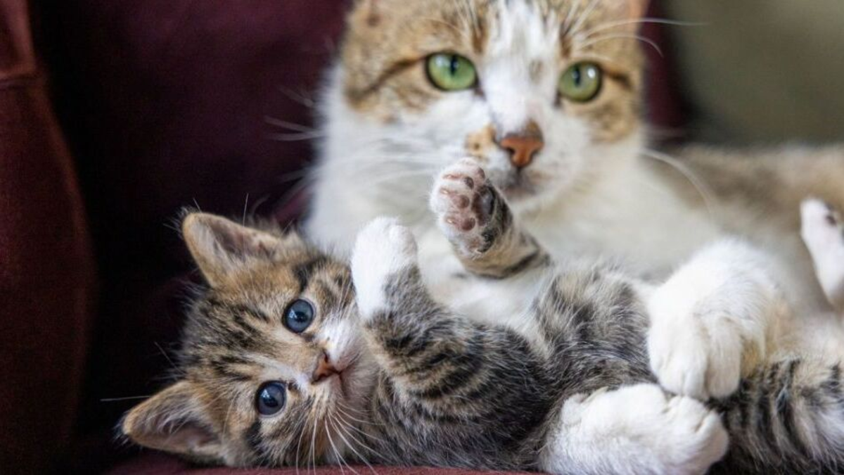 ¿Cómo decir “te quiero” a un gato? Señales felinas para comunicar afecto y fortalecer el vínculo