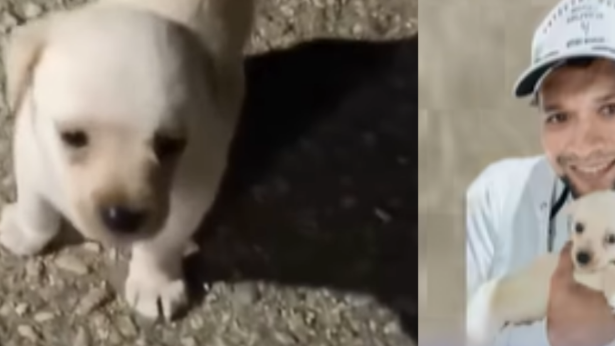 Joven rescató y adoptó a un perrito que había sido abandonado en una vía pública de Bucaramanga: '¿Quién lo dejó botado por ahí?'